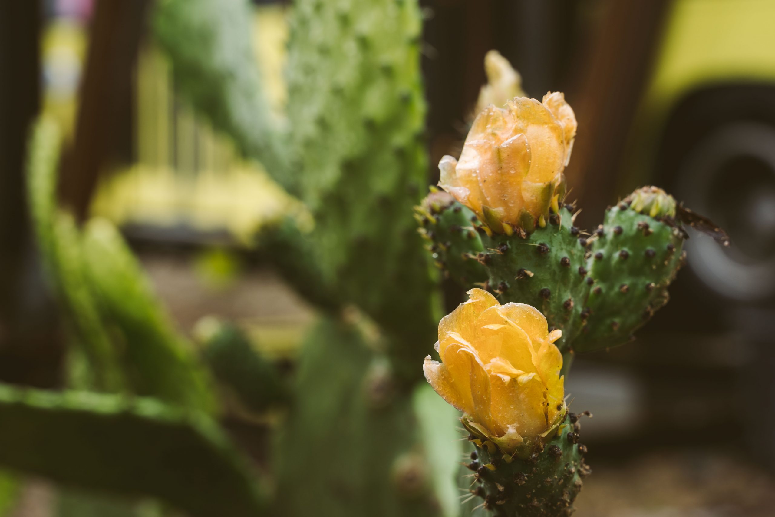 Photos : Transfert, le désert urbain et la revanche du vivant
