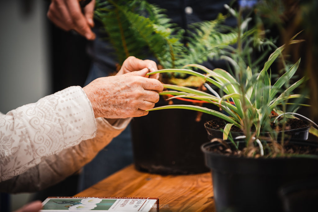 Son des plantes